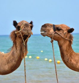Kamelen in Egypte